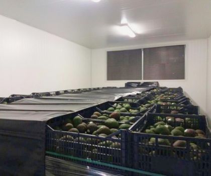 Aguacate Image1